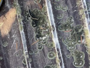Lichen in mackay