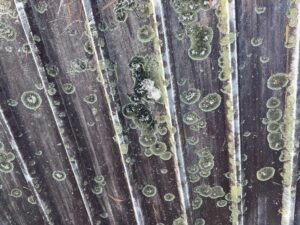 Dirty roof