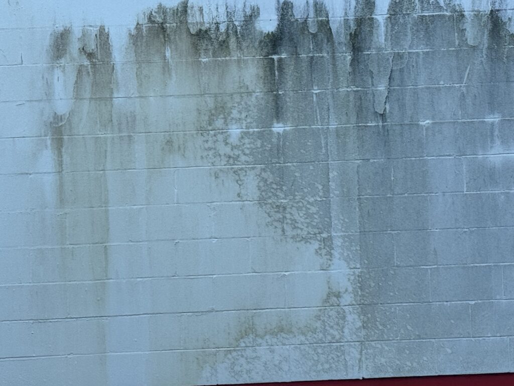 Green and dark staining on a painted block wall at Campbell’s Wholesale in Mackay