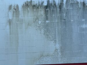 Green and dark staining on the Campbell’s Wholesale exterior wall before cleaning
