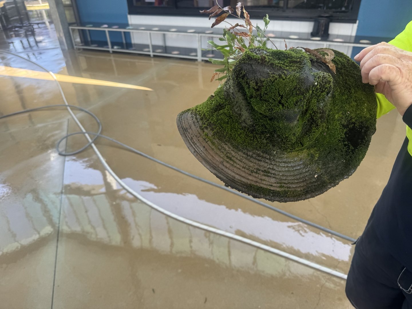 Hat with green growth and a plant found in the gutters at St Mary's school