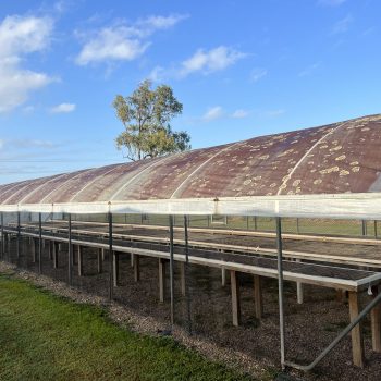 Mackay Sugar Research Polytunnel Restoration Pristine Washing Project