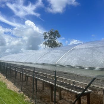 Mackay Sugar Research Polytunnel Restoration